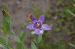 Catchfly prairie gentain